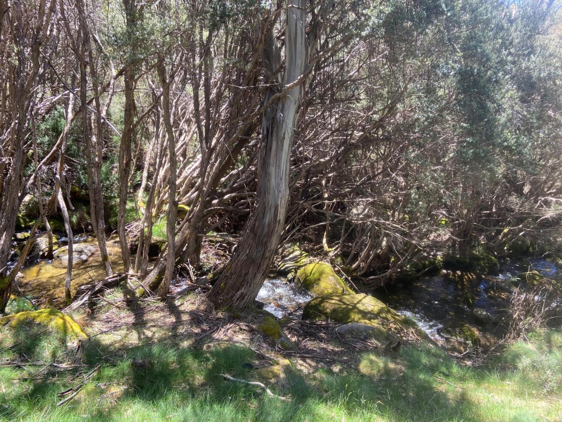 Appartamento Ramshead Creek 3 - Thredbo Esterno foto